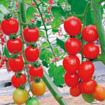 遠盛餐飲伙食承包，食品配送